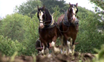 Ploughing with horses